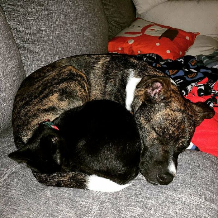 My Pitbull Mix Pup Ronin And My New Kitten Nox. We Were Worried They Wouldn’t Like Each Other
