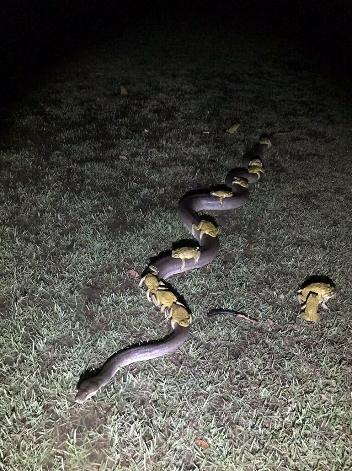 68mm Of Rain Just Fell, Flushing All The Cane Toads Out Of My Brothers Dam. Some Of Them Took The Easy Way Out, Hitching A Ride On The Back Of A 3.5m Python