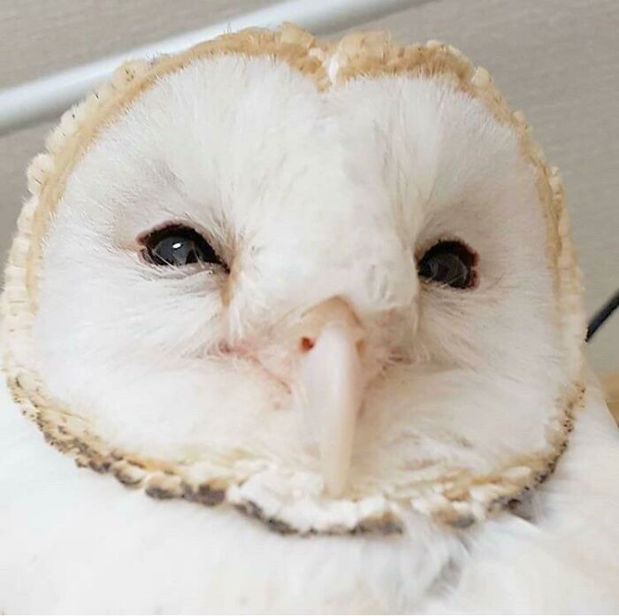 Superb Barn Owls Always Look So Happy To Me