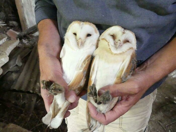 Two Months Ago I Posted A Picture Of A One Year Old Barn Owl. Here's The Two Chicks She's Raised Since!