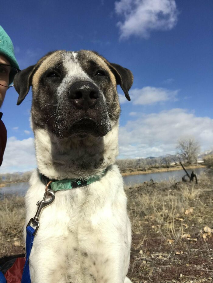 We Recently Adopted This Guy. He’s Between 1 And 2 Years Old. Allegedly A Mountain Cur Mix. He’s An Extremely Good Boy Until Our Youngest (8 Month) Cat Gets Involved
