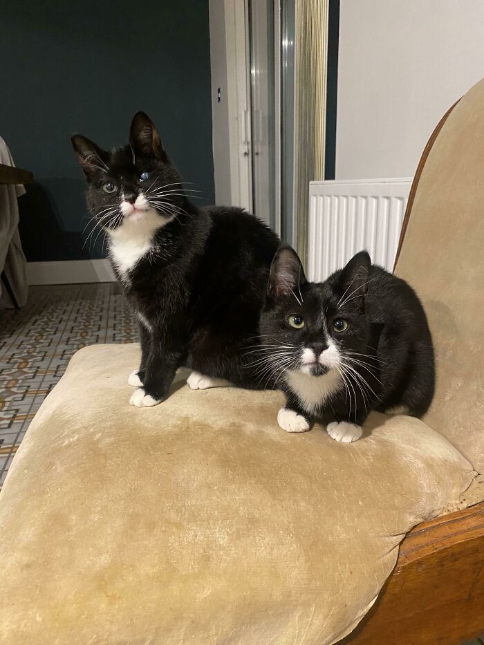 Stella And Pablo Everybody. Adopted These Guys This Week