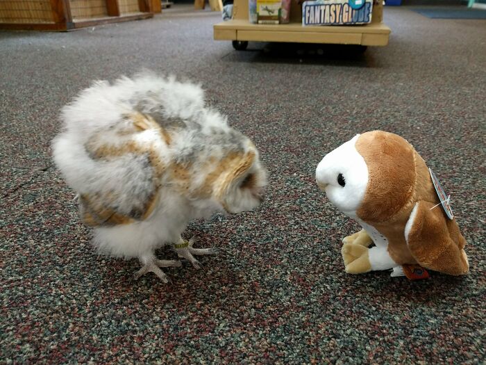 Superb Owl Meeting Stuffed Superb Owl