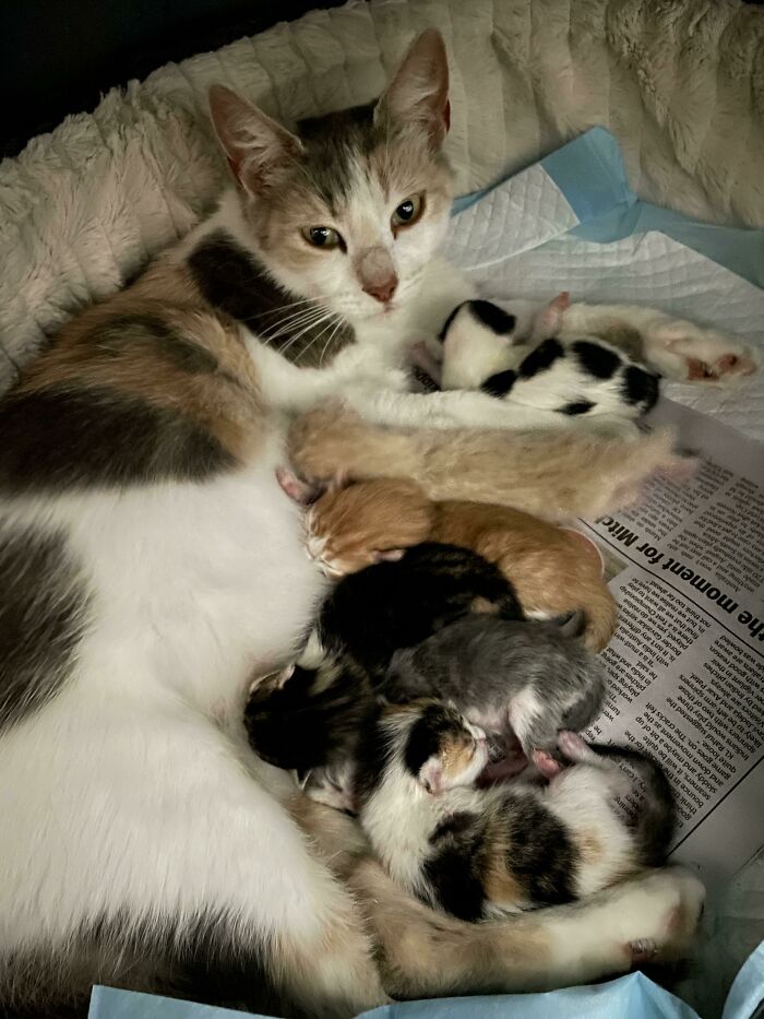 Recientemente adoptamos a una gata callejera preñada y acaba de dar a luz a 6 preciosos bebés, cada uno con un pelaje de un color y un patrón diferentes a los de sus hermanos