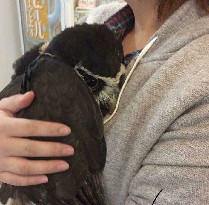 A Spectacled Owl Falling Asleep In Someone’s Arms. It Looks So Comforted