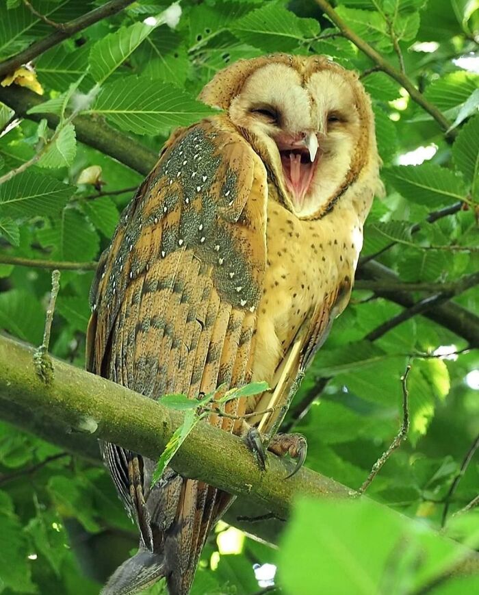 120 Cute Owl Pictures That Highlight The Beauty Of These Nocturnal  Creatures