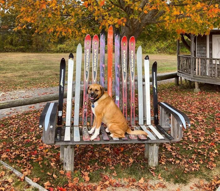 Dog Found This Weird Chair Outside