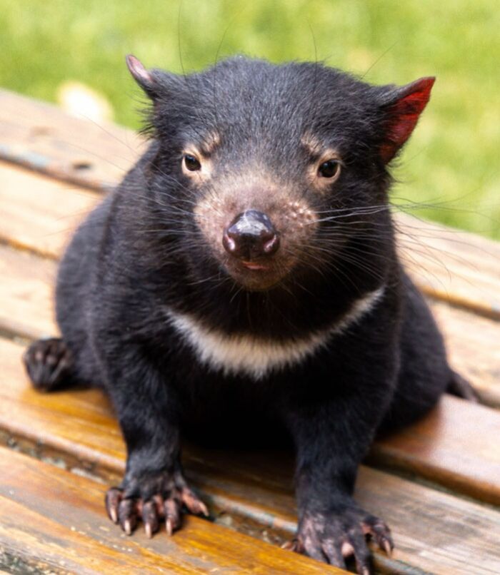 Untamable Animals 40 Of The Toughest Animals In The World | Bored Panda