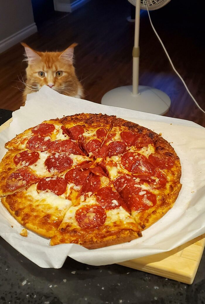 I See Your Orange Cat With The Lasagna, Here's Mine With Pizza