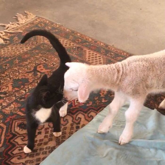 My Lamb And Kitty Shared A Kiss This Morning
