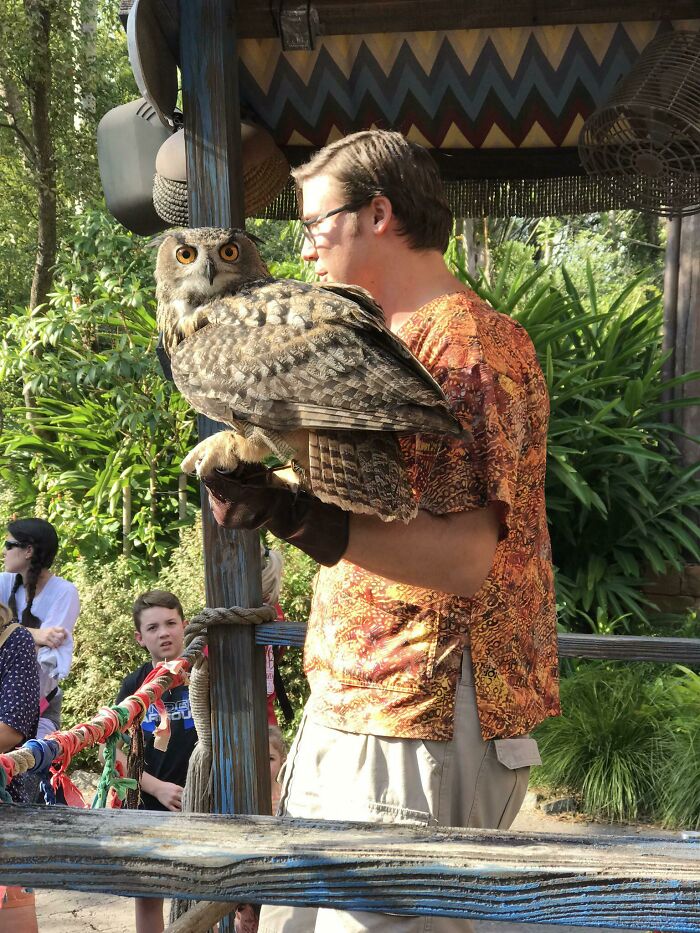 A Beautiful Owl At Disney’s Animal Kingdom