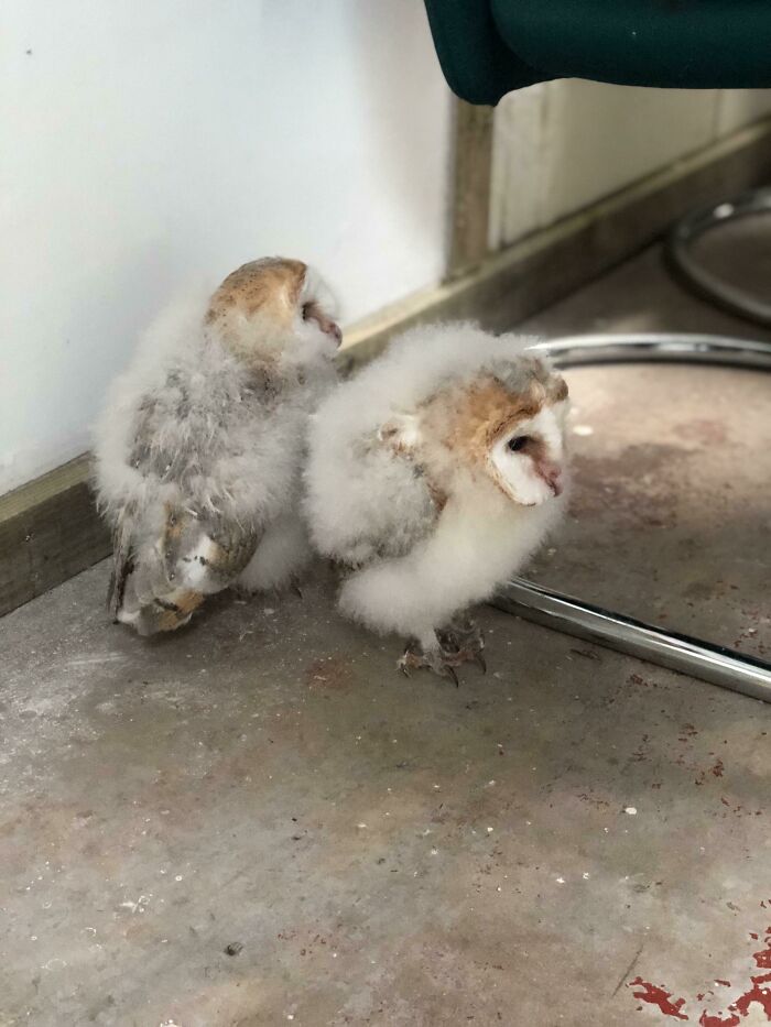Baby Barn Owls!