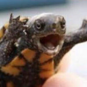 carterstatema avatar