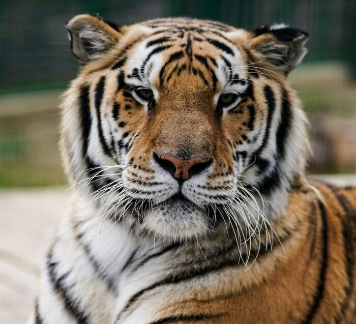 Siberian Tiger