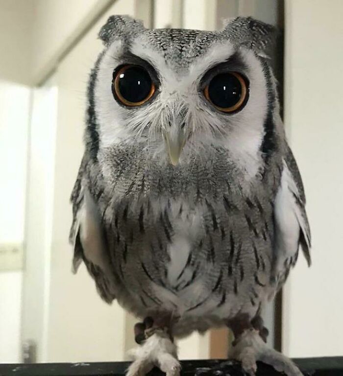 Large, Superb Owl Eyes