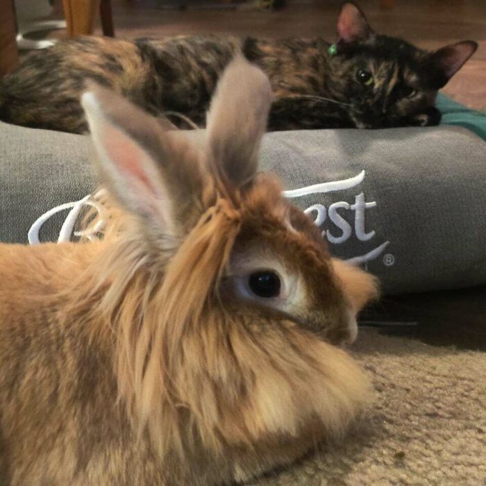 Ophelia And Sweetpea Never Paid Any Attention To Each Other Until The Day After Ophie's Bonded Mate Unfortunately Passed. Now They're Best Friends!