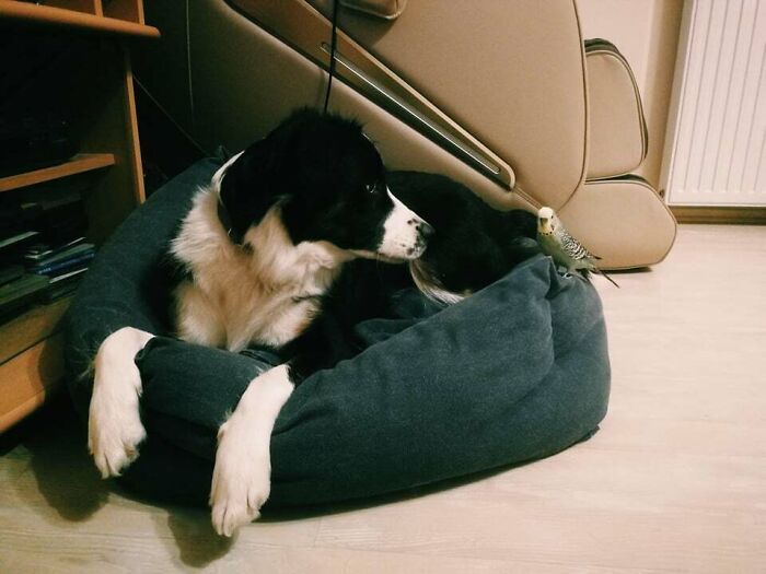 My Puppy And My Parakeet Having A Staring Contest