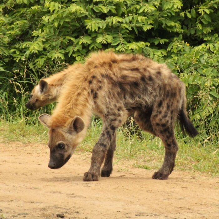 Spotted Hyenas
