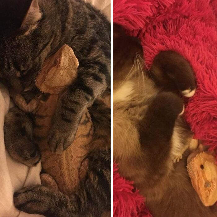 My Friend's Bearded Dragon Likes To Cuddle With Her Two Cats