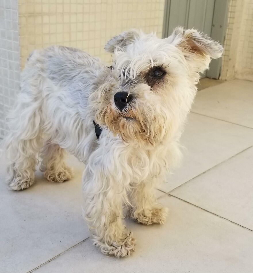 Here's My 14 Year Old Schnauzer! She Used To Be A Salt N Pepper Color But Became This Beautiful Silver In Her Older Days