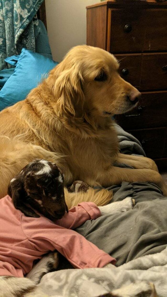 I Know There Are A Lot Of 2 Different Kinds Of Animals Friendships But The Golden Acting Like A Mom To This Baby Just Amazes Me