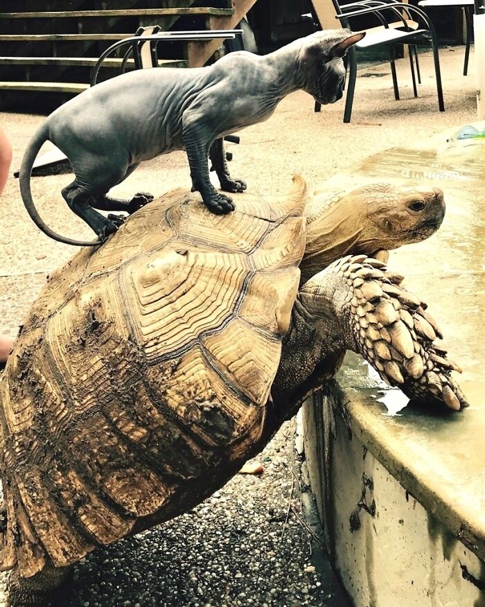 "Like A Turtle, You Need To Stick Your Neck Out To Make Progress." — Anna Olson