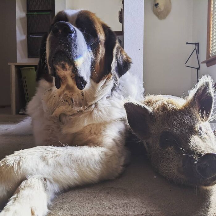 Penny Is The Newest Addition To The Family And We're Very Lucky She Bonded With Moose So Quickly And To The Extent That She Did