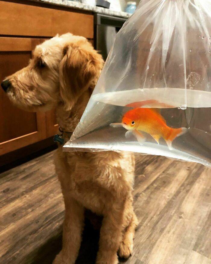 I Got A Brother Fish Today... I’m Not Impressed. Haven’t Seen Hims Sit, Shake, Or Speak So I Gibs Him 3/10