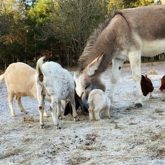 Family Breakfast Time