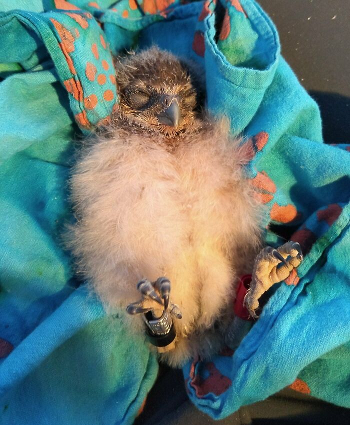 Baby Burrowing Owl Was Banded By A Biologist, Then It Fell Asleep On Her Lap