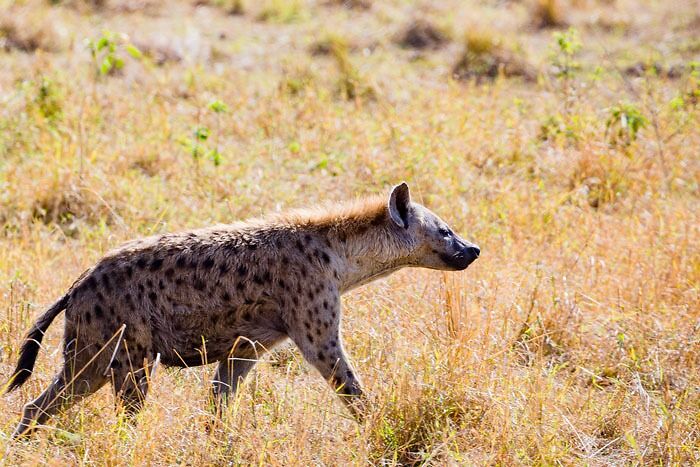 Hyena walking