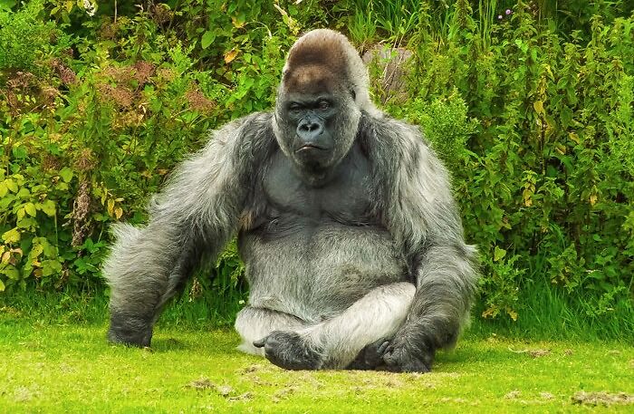 Gorilla sitting on the grass