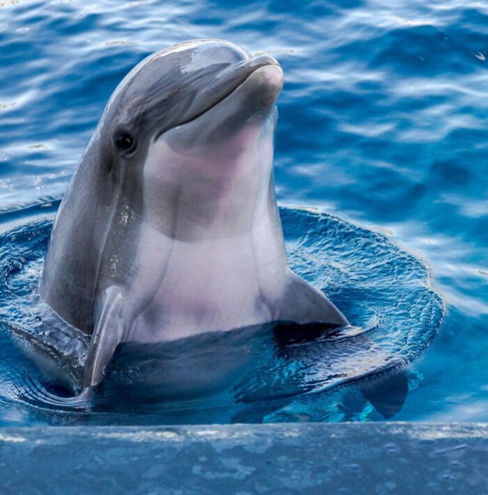 Photo of friendly dolphin in the water
