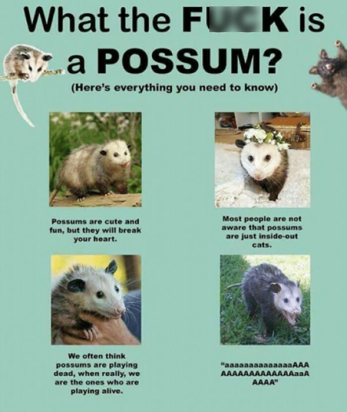 What The Fuck Is A Possum?