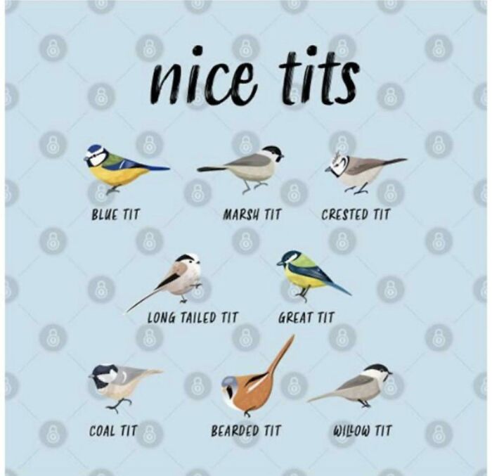 Nice Tits