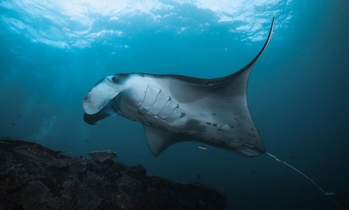 Photo of Manta Ray underwater