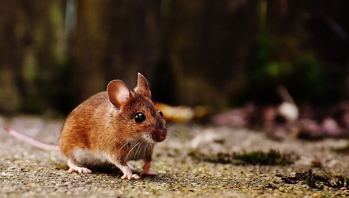 Photo of brown mouse