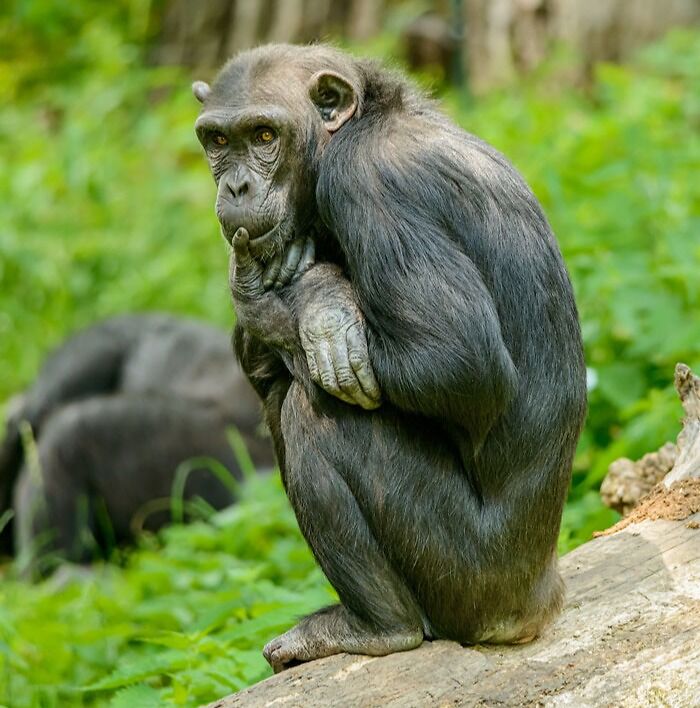 thoughtful chimpanzee sitting on dry tree trunk near bright grass
