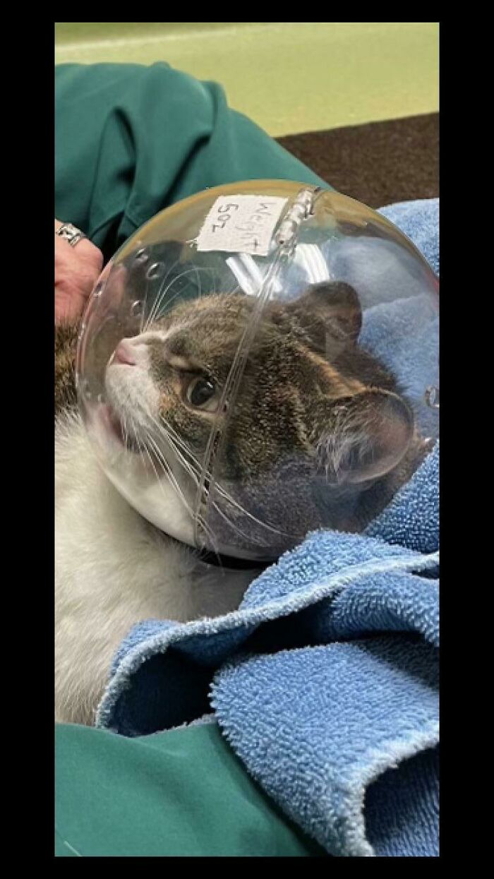 La gata de mi amigo es un poco mala con el veterinario, así que cada vez que va le dan un casco espacial 