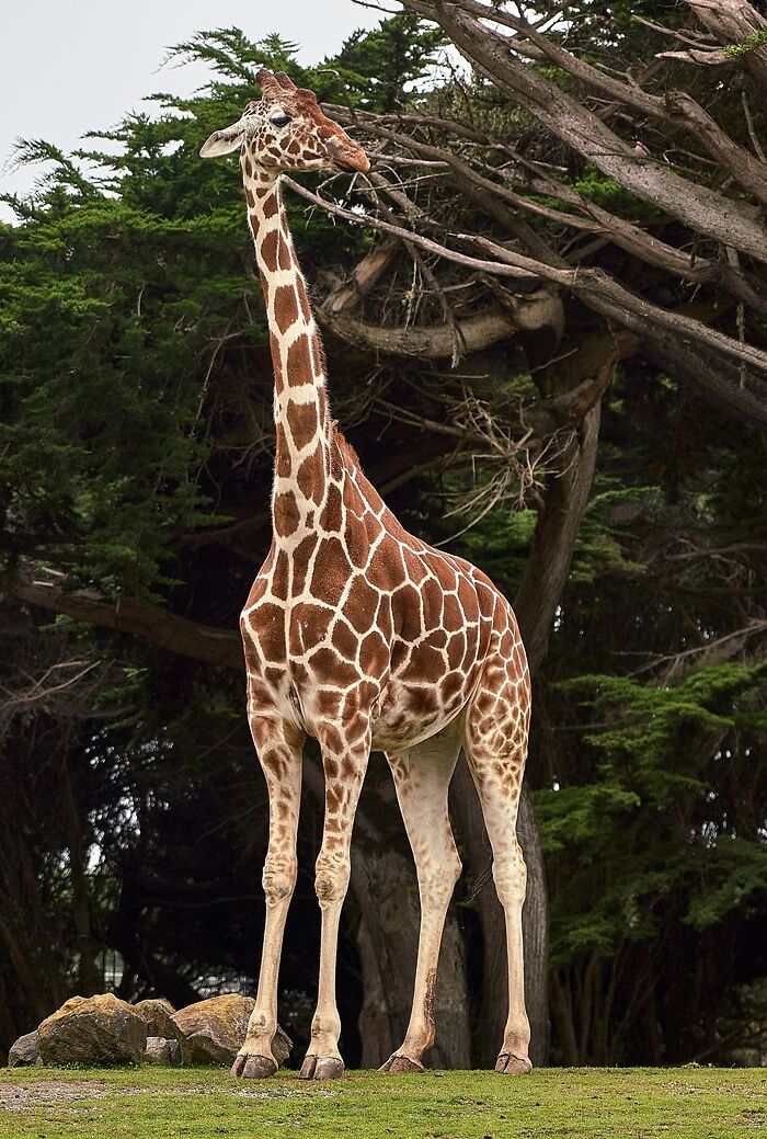 Photo of giraffe