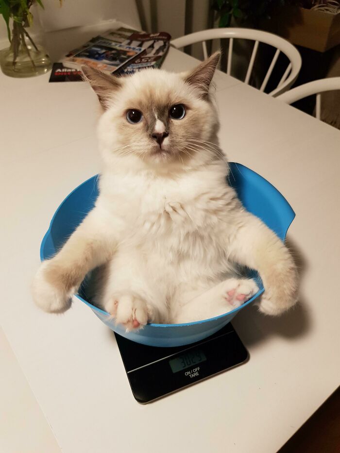 Decided To Weigh Our Cat, He Was Not Amused