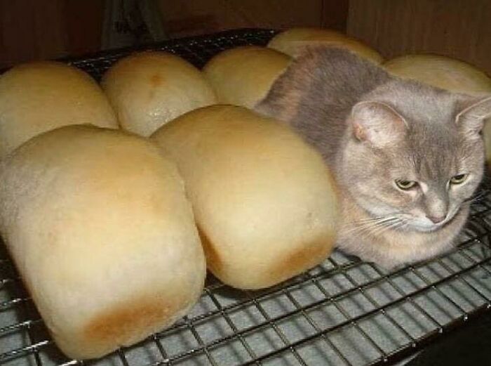 Guess I’m Bread Now