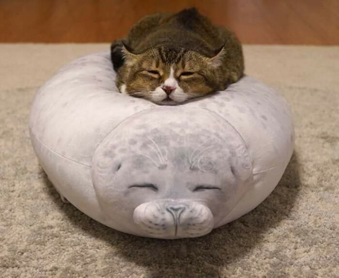 I Am Becoming The One With My Pillow