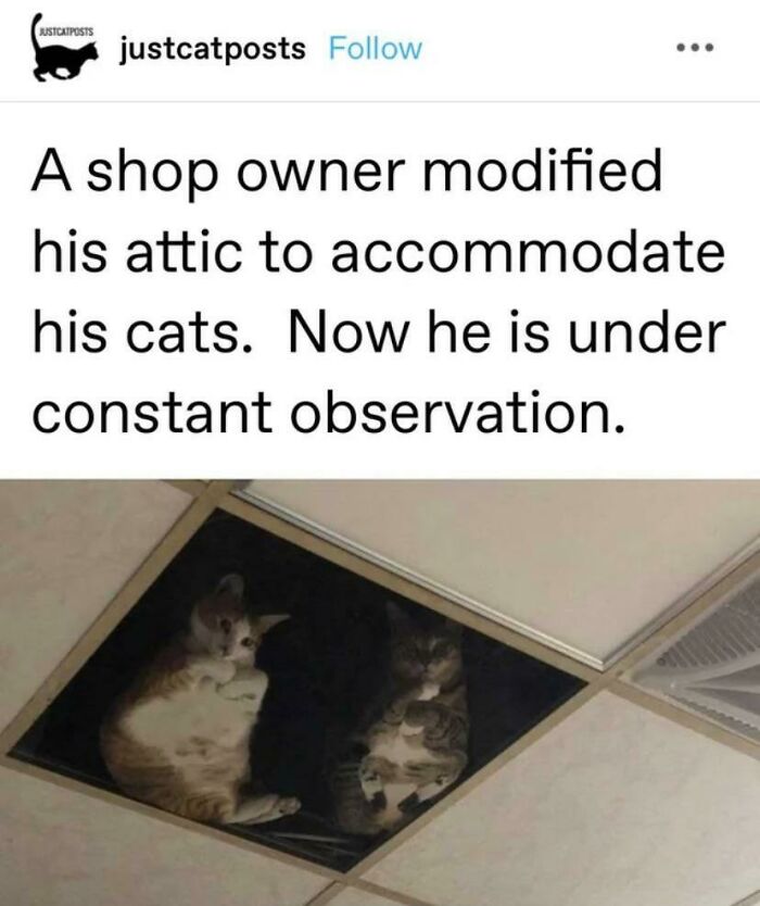 Ceiling Cat, Watches The Wicked, Observer Of Galaxies