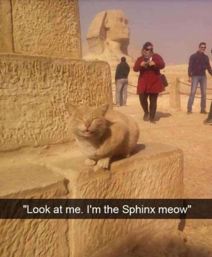 "Look At Me. I'm The Sphinx Moew"