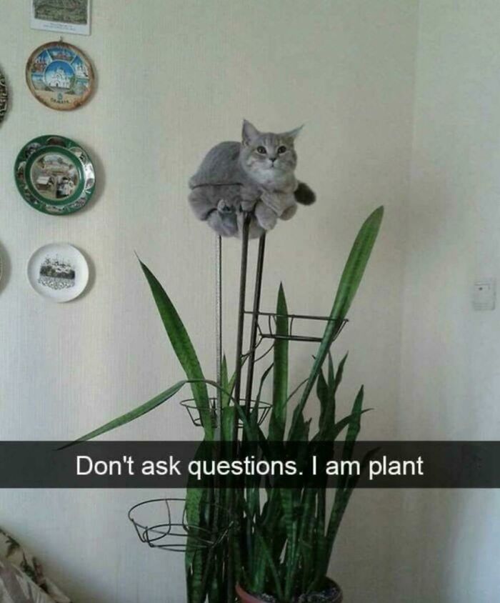 I Am Plant Meow