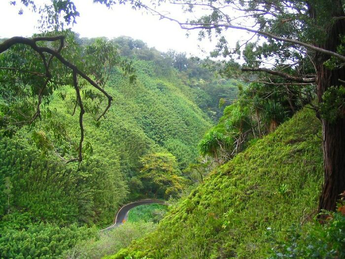 Picture of Hana Highway with nature