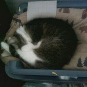 elizabethking_2 avatar