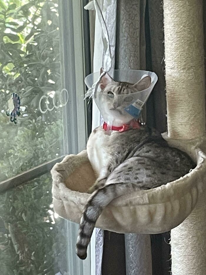 Our Cat Had To Put On The Cone For The First Time. She's Not Happy About It