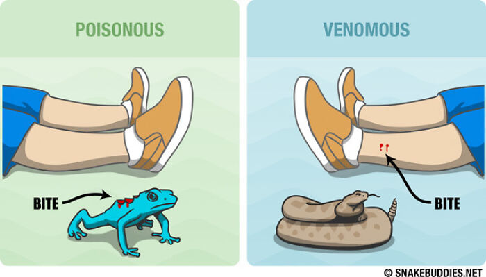 Minimalist Infographic. Poisonous vs. Venomous